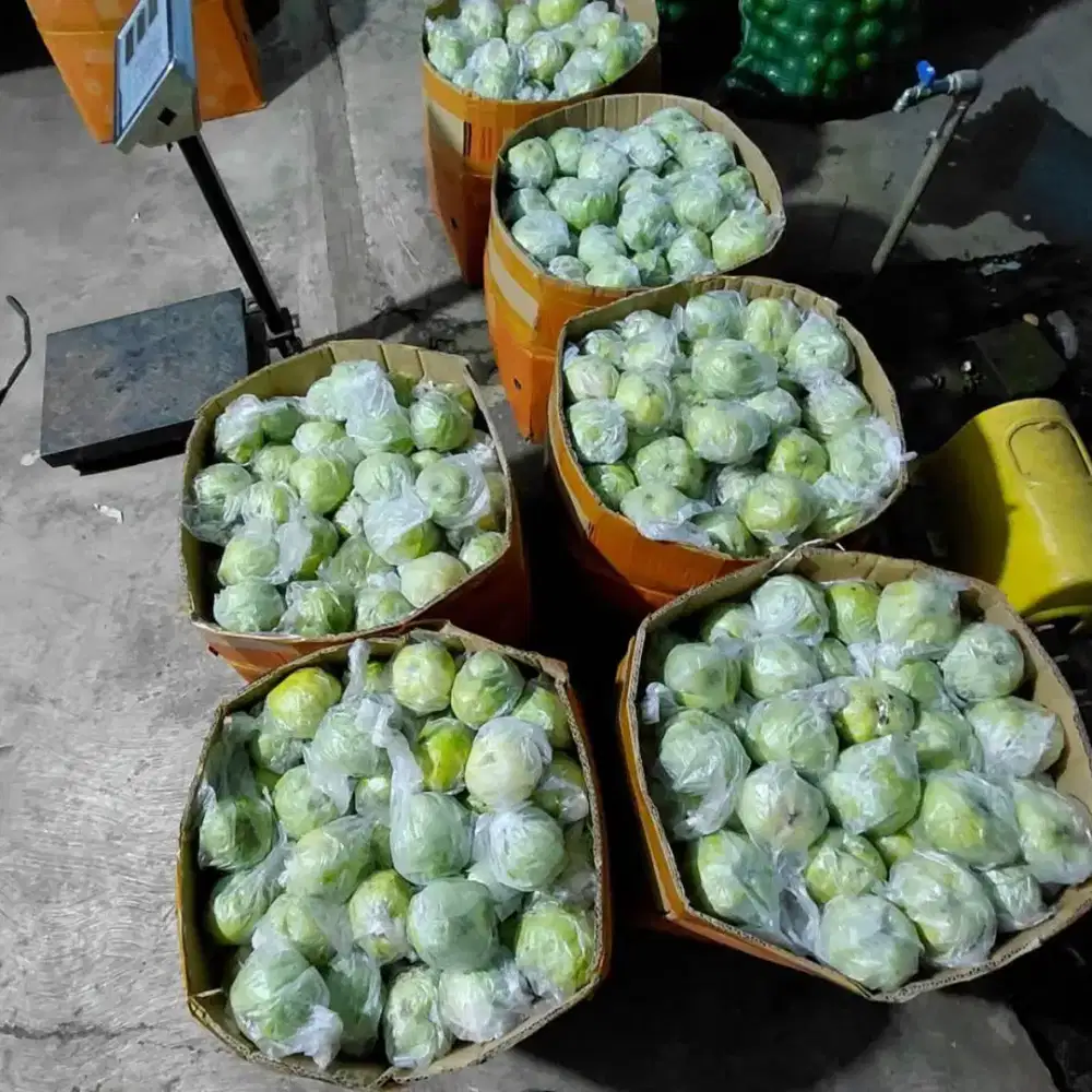 Jambu Kristal 1 Dus Isi 50-60kg