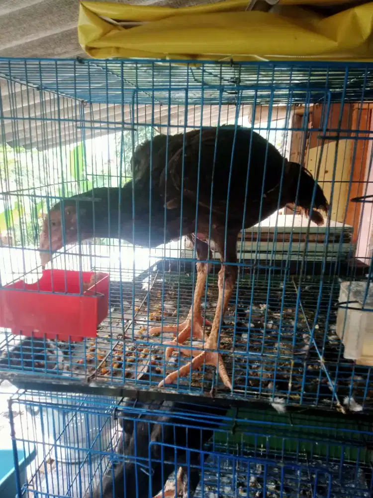 Ayam Bangkok usia 4bulan