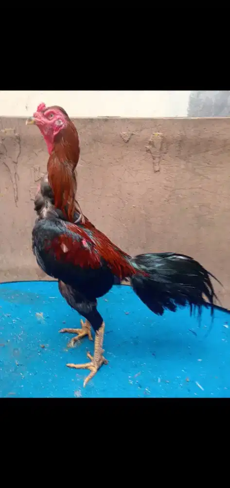 Ayam Bangkok postur tinggi
