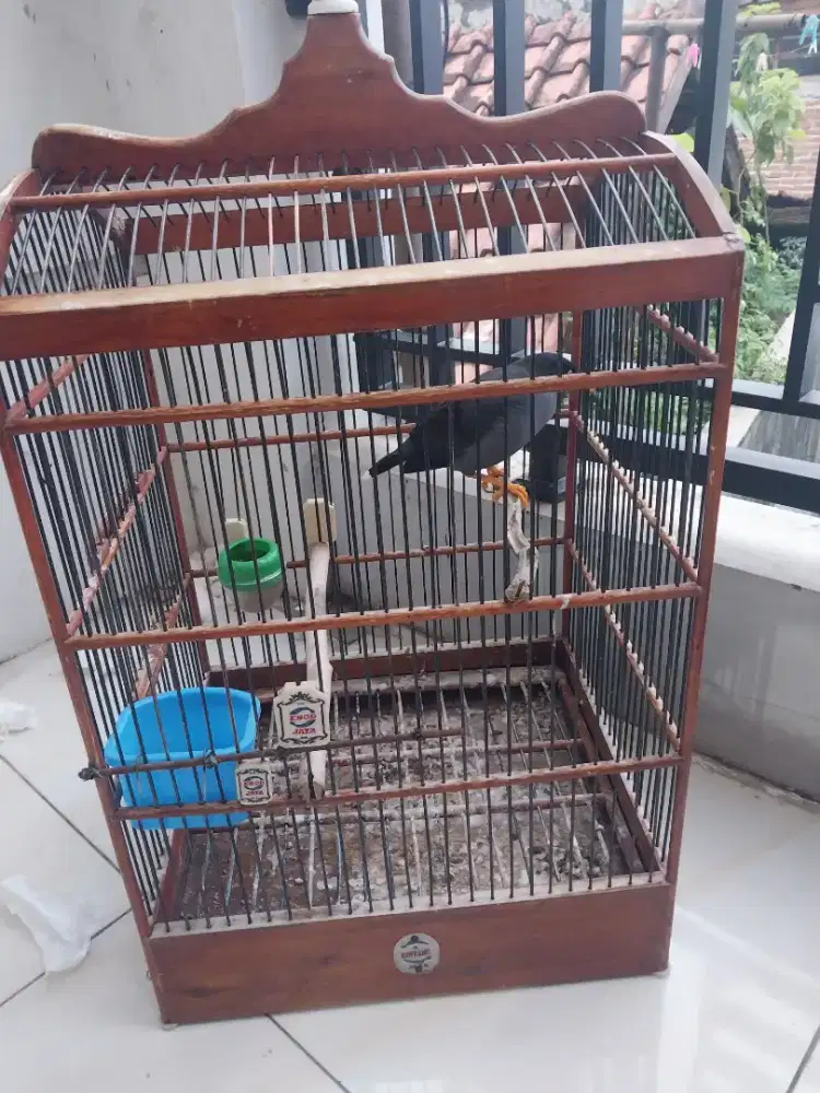 Jalak omas,kebo dua burung satu sangkar