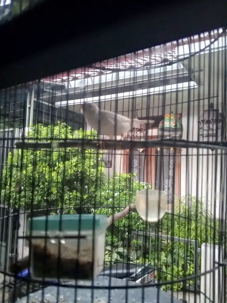 jual kenari putih