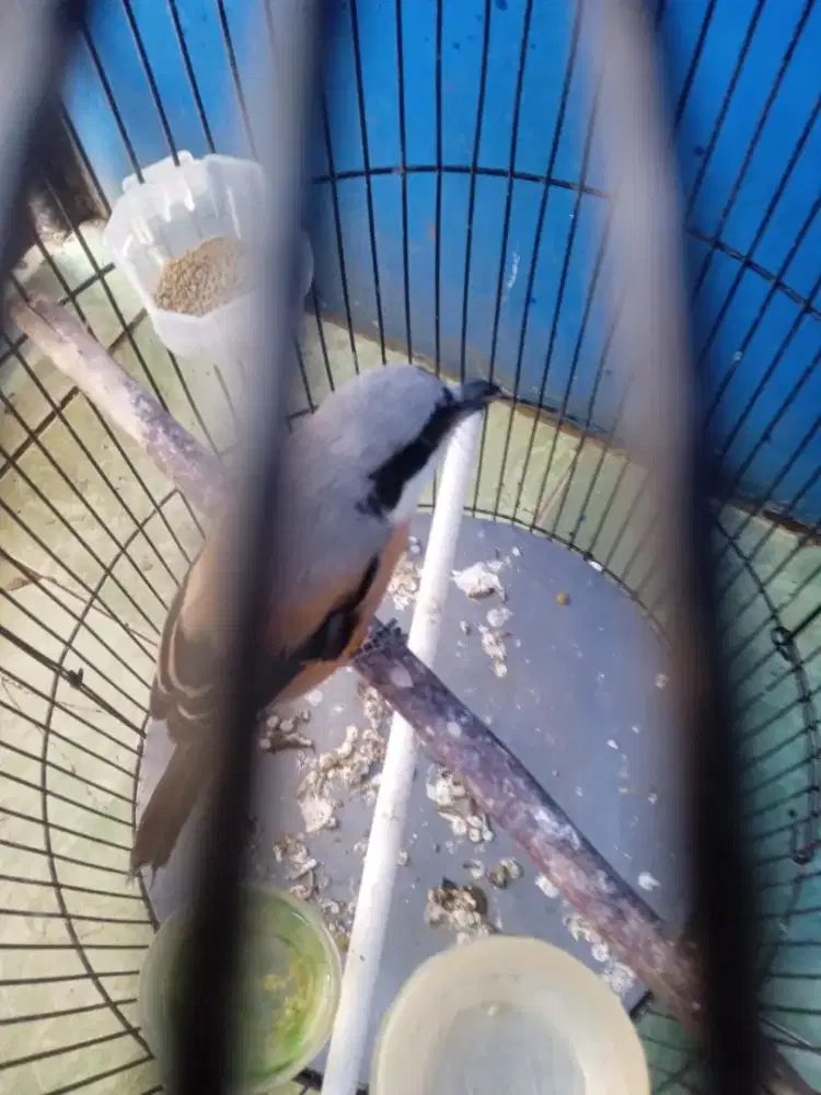 Pentet pilis muda jantan jat -Tim.