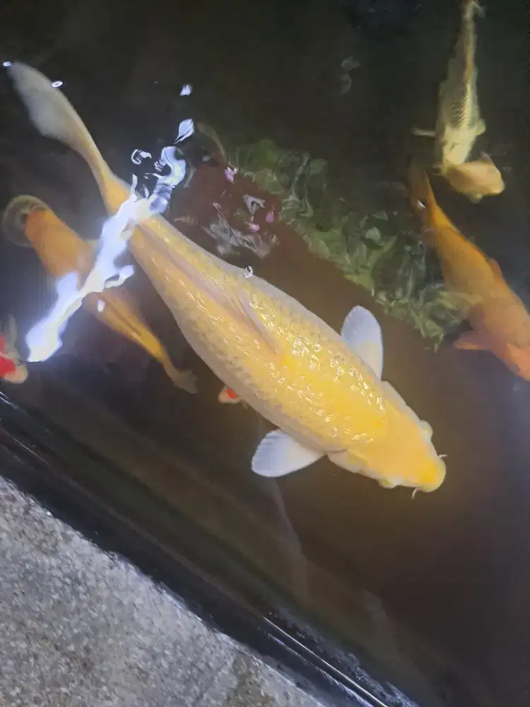 Koi Penjinak Karasi Ginrin 45 cm Punuk