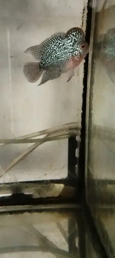 Louhan super red magma SB