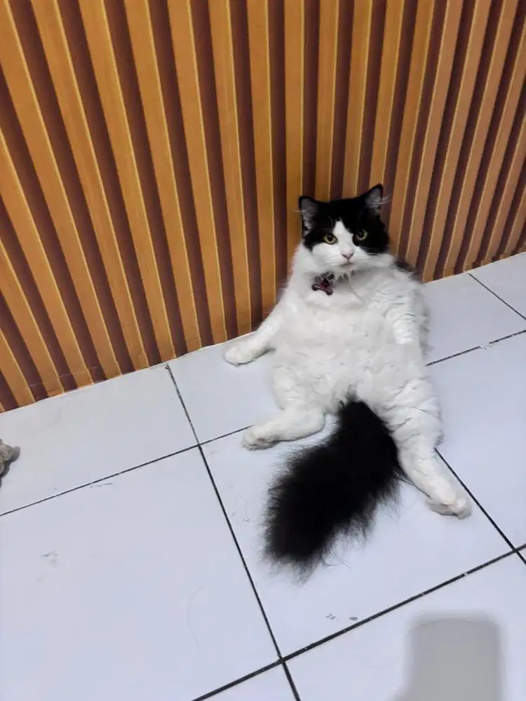 Kucing persia betina