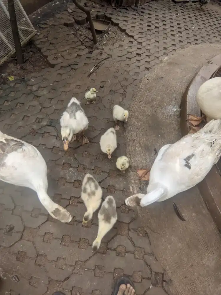 Anakan soang / angsa