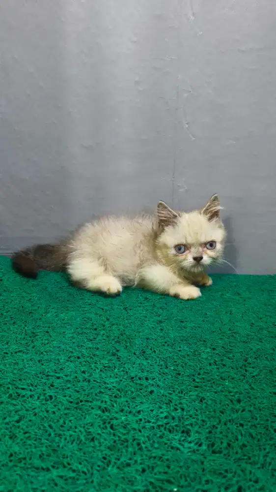 Kucing Munchkin Kitten