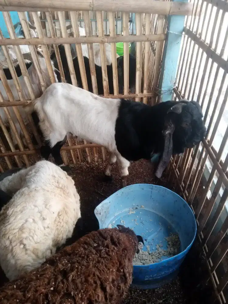 Jual kambing kurban serba super PE. Ssanen..domba rata2 berat  80kg