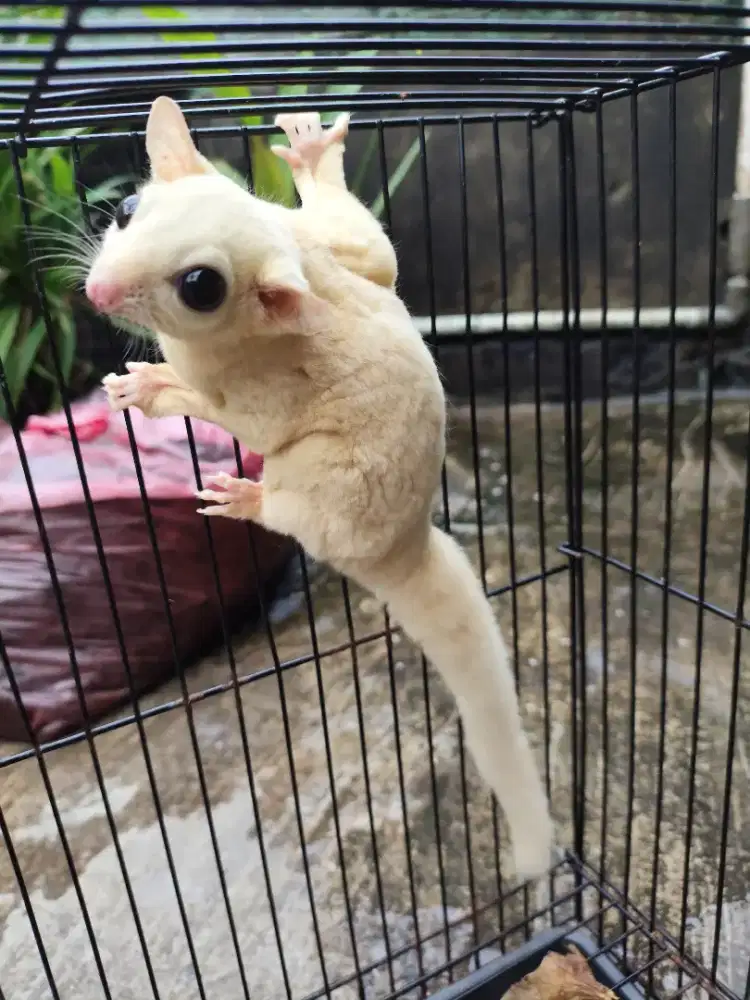 Sgur glider Leucistic 4 ekor