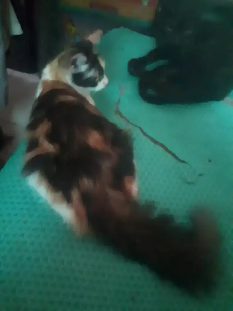 Alih rawat adop kucing Persia