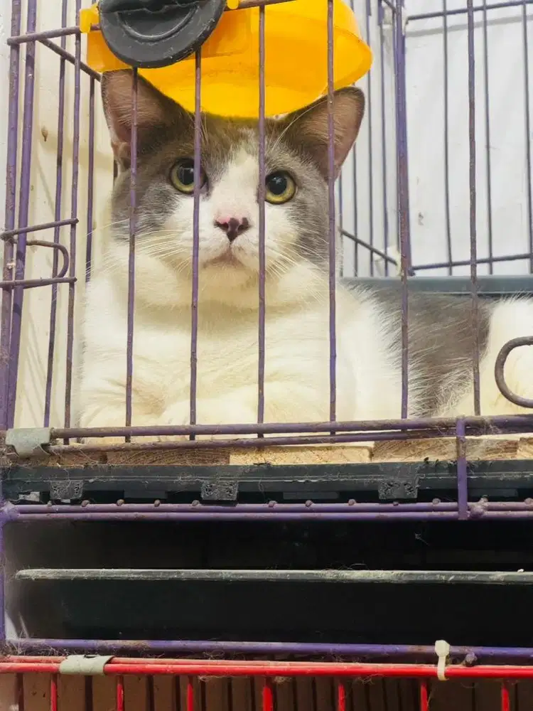 Bsh munchkin bico blue