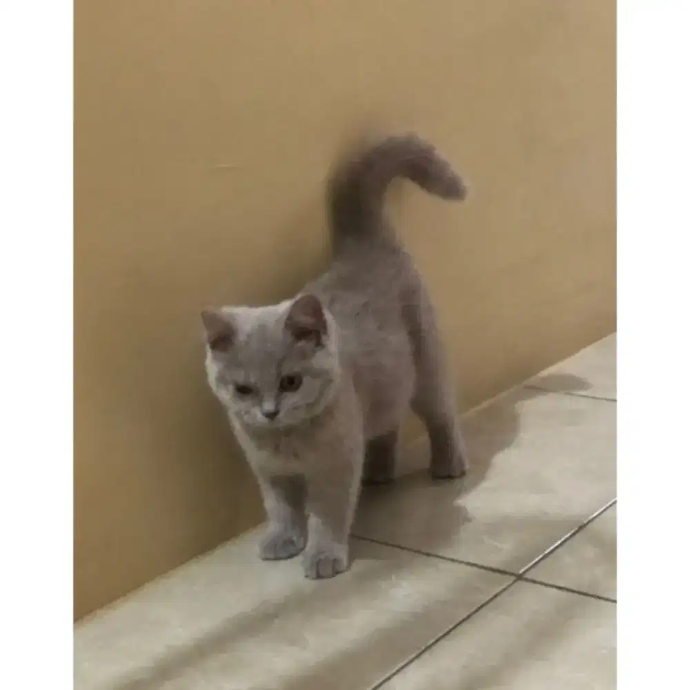 Anak Kucing British Shorthair Asli Sehat Lincah