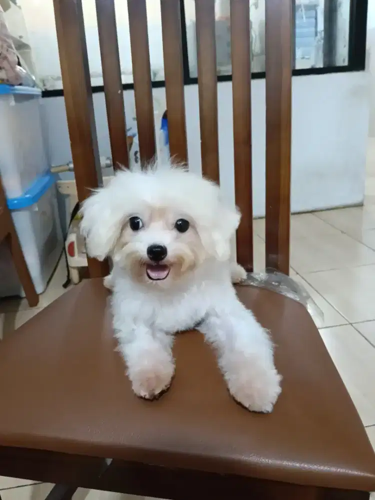 ANJING MALTESE JANTAN MINI