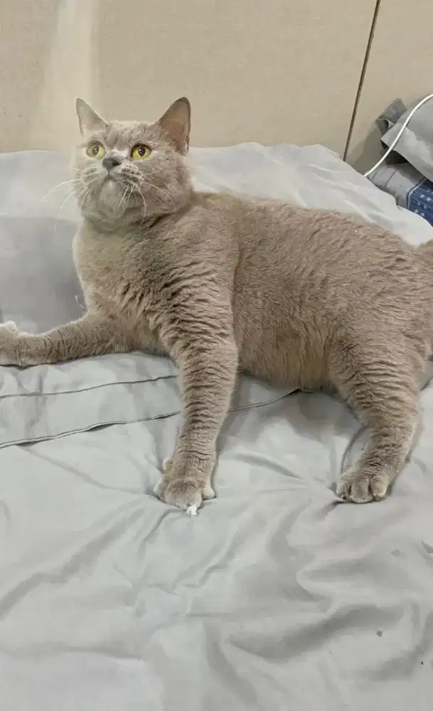 BSH British Shorthair Lilac Betina Hamil Bigbone