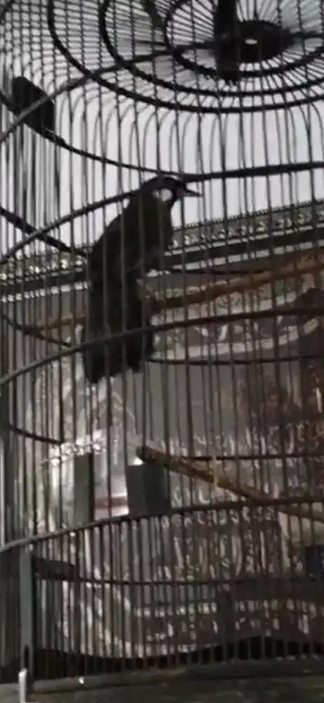 Poksay hongkong mapan gacor buka ekor