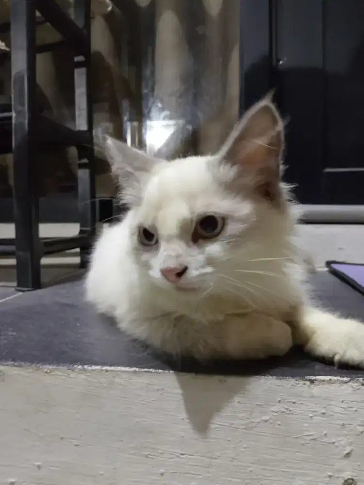 Open adop Kucing ragdol