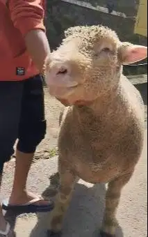 domba merino jantan 90kiloan layak hewan kurban terbaik premum 2026 ok