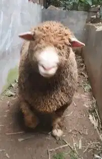 domba merino jantan 90kiloan layak hewan kurban terbaik premum 2026 ok