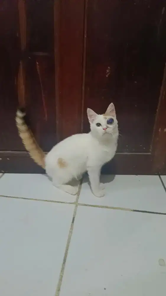 Kitten Persia Ns Calico