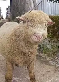 domba merino jumbo 90kiloan siap hewan kurban premium 2026 jamin puas