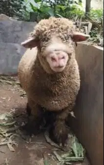 domba merino jumbo 90kiloan siap hewan kurban premium 2026 jamin puas