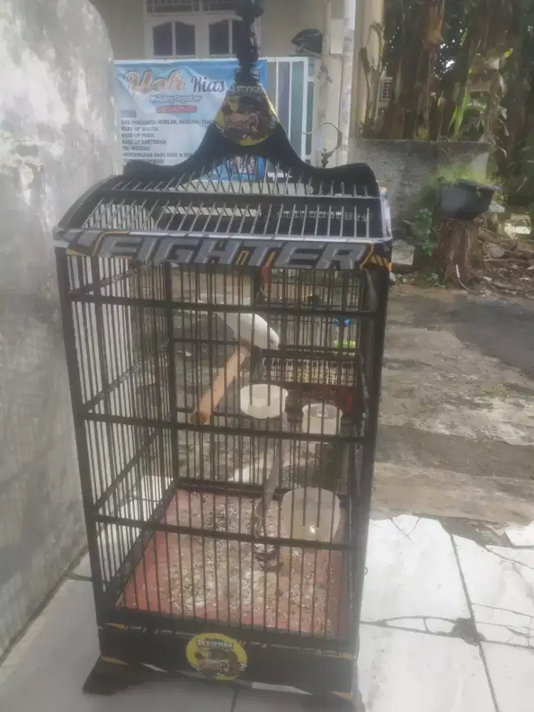 Kenari putih Riwikan+ Kandang
