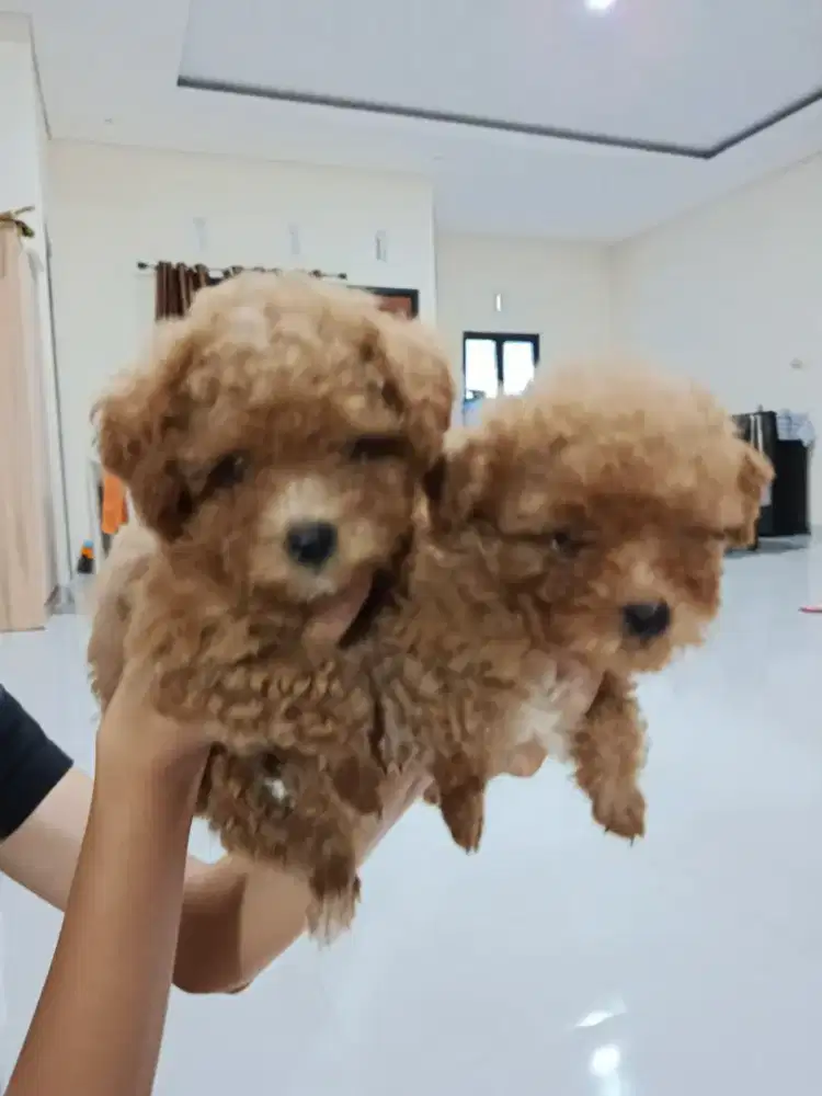 Dijual 3 Ekor Anjing Toy Poodle