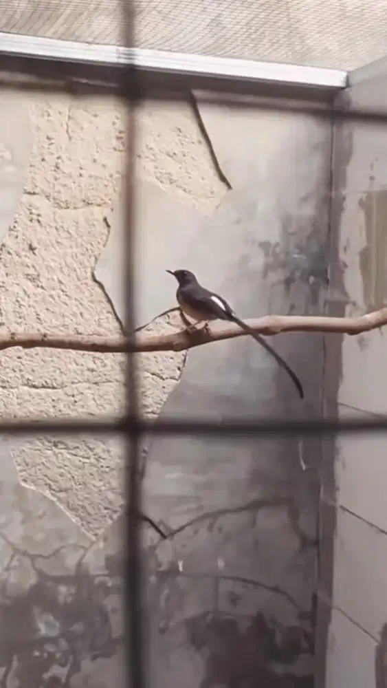 murai batu betina siapan ekor panjang 20cm dds line kelawu