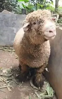 domba merino jantan 90kiloan superan jumbo siap domba kurban premium