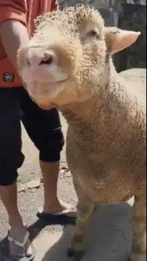 domba merino superan jumbo 90kiloan layak hewan kurban premium 2026 ok