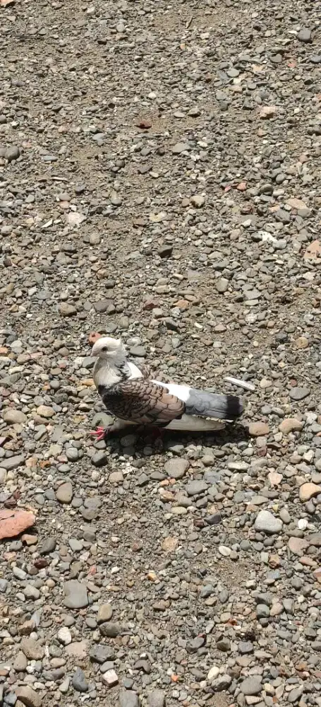 Burung merpati paruh pendek