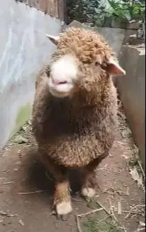 domba merino superan jumbo 90kiloan layak hewan kurban terbaik 2026 ok