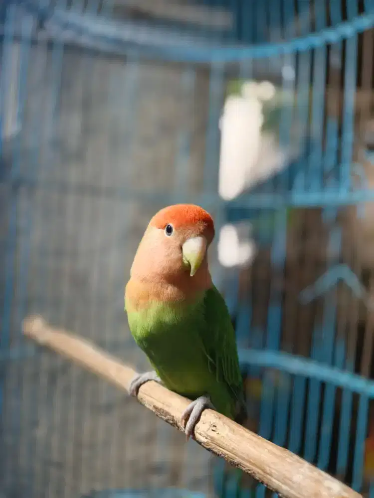 Lovebird Non Klep / Roseicolis Betina