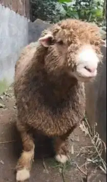 domba merino superan jumbo 90kiloan siap hewan kurban premium 2026 top