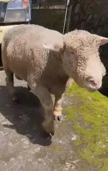 domba merino jantan jumboan 90kiloan superan siap domba kurban premium