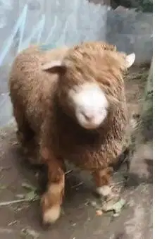 domba merino jantan jumboan 90kiloan superan siap domba kurban premium