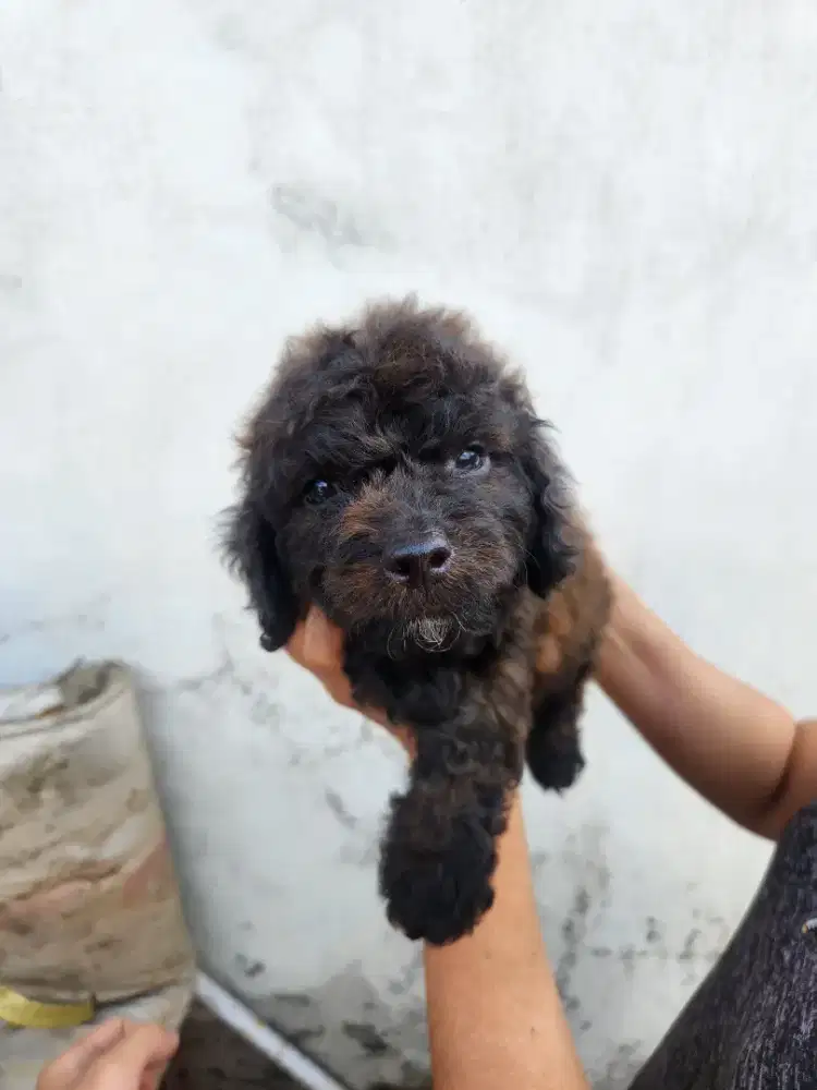 Pure poodle jantan 2 bulan murmer