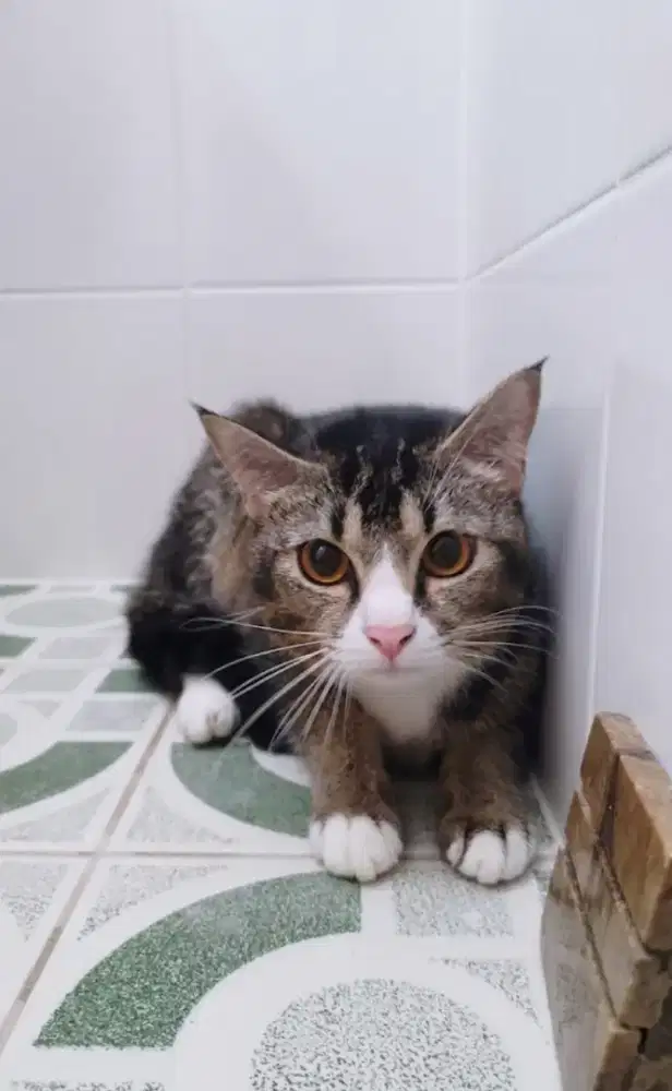 Kucing Mixbreed Persia Domestik