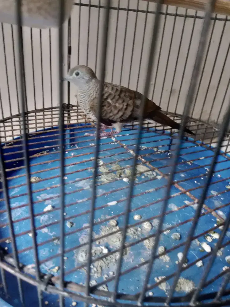 burung perkutut lokal