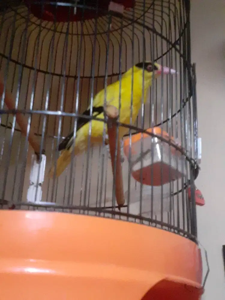 Kepodang Gacor Puoll Isuk Awan Bengi