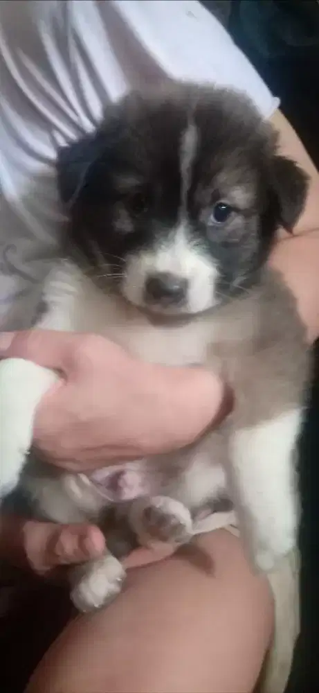 Anak anjing keturunan golden,,