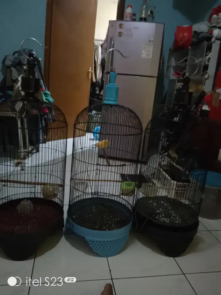 Burung kenari dan murai