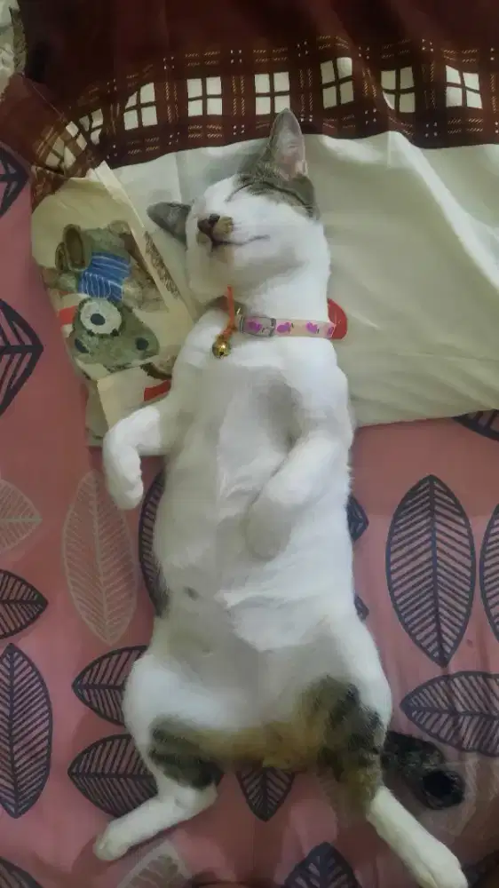 Di butuhkan Pengasuh anak-ART