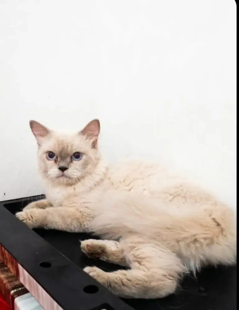 Kucing Himalayan x Ragdoll
