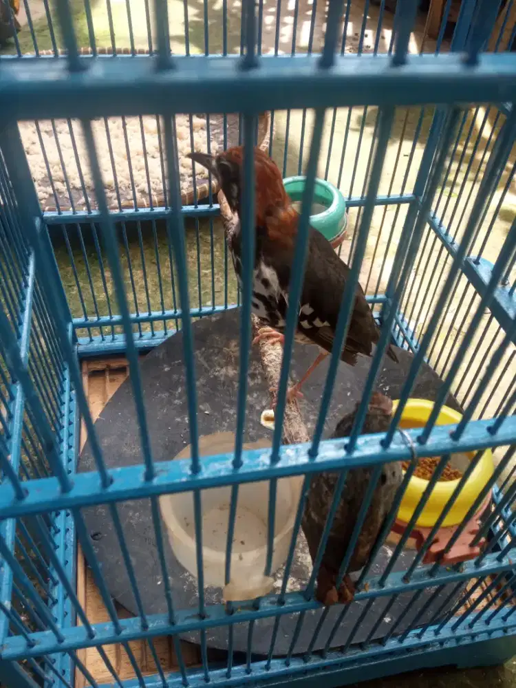 jual anis kembang spek mulus volum kenceng masih  kali kali