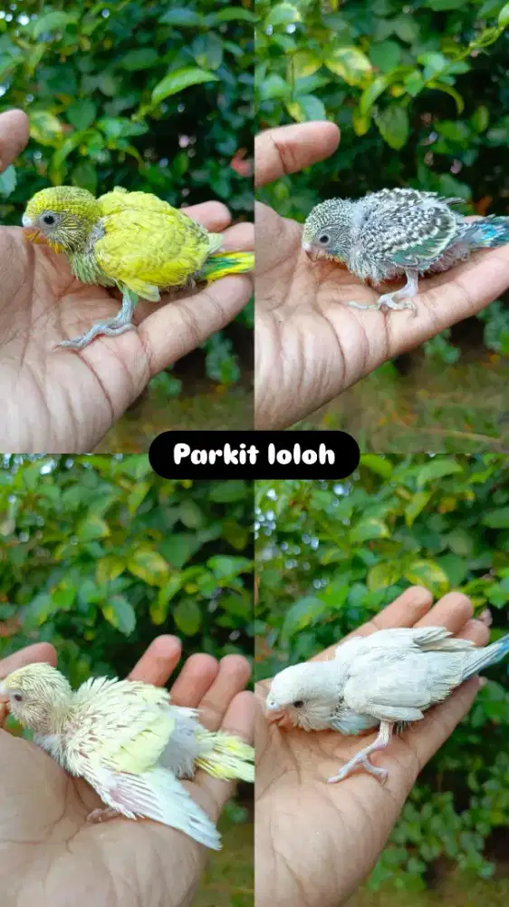 Lolohan burung Parkit