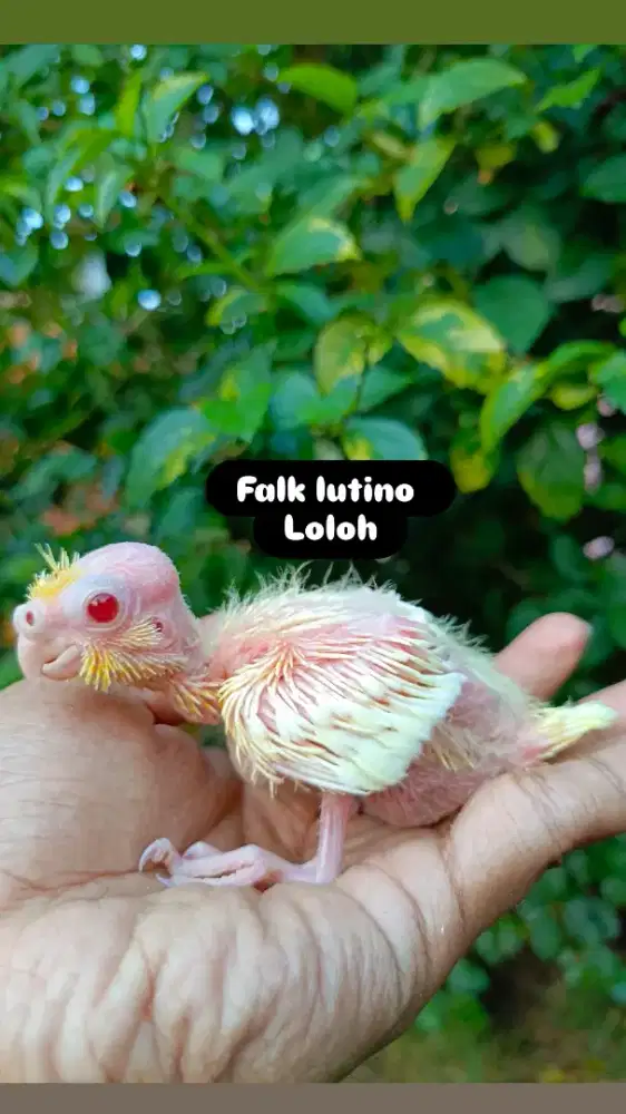 Lolohan burung falk