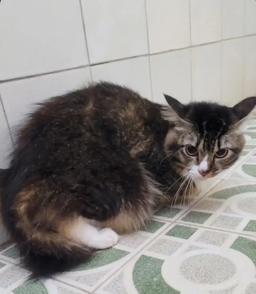 Kucing Persia mixbreed domestik (1 induk + 2 anak)