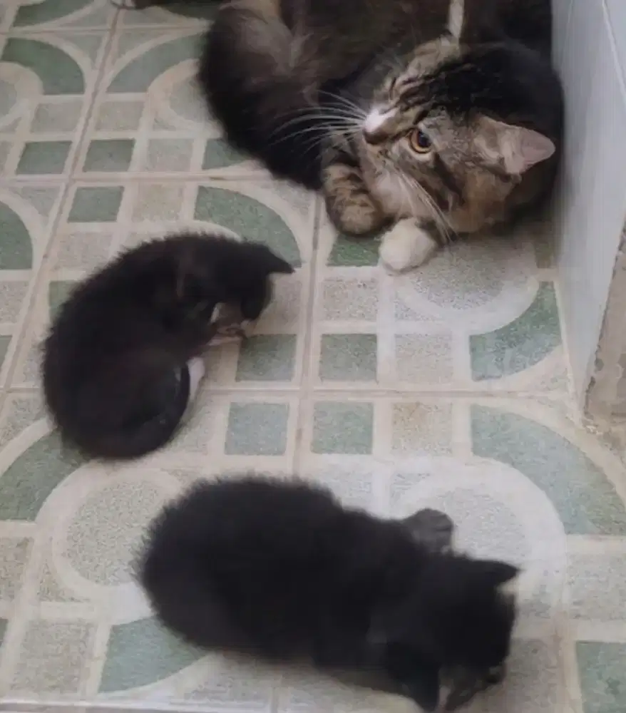 Kucing Persia mixbreed domestik (1 induk + 2 anak)