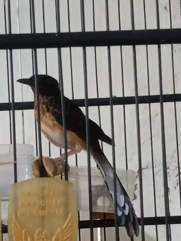 Trotol Ring Big & Ekor panjang